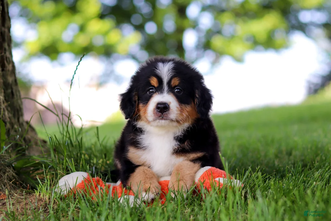 Mini Bernedoodle dogs for sale: Jimminy Cricket - Ad 1