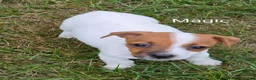 Jack Russell Terrier dogs for sale: Jack Russell Terrier 6 - Ad 3