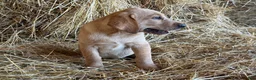 Labrador Retriever dogs for sale: Rhys - Ad 4