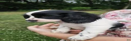 Mixed Breed dogs for sale: Skippy - Ad 5