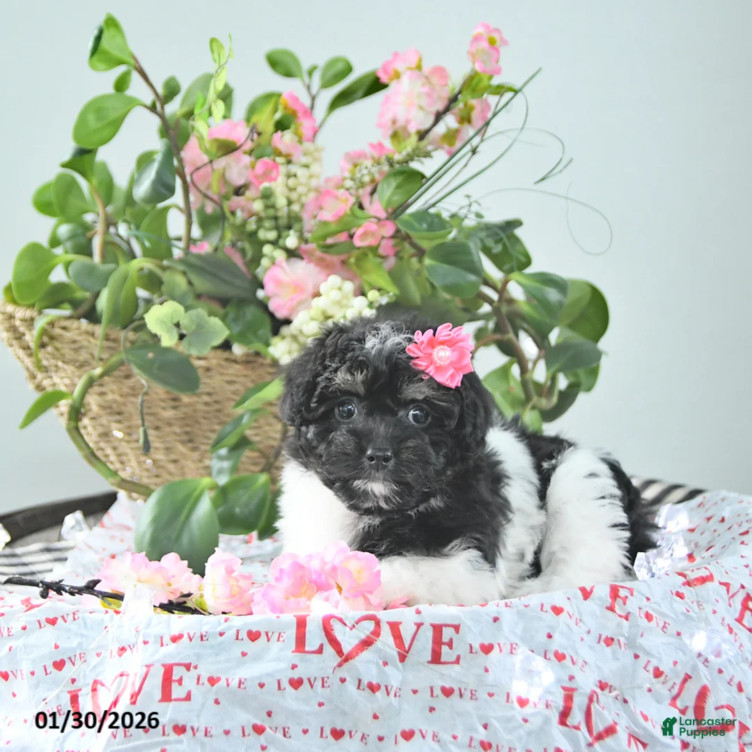 Havapoo dogs for sale: Ember - Ad 2