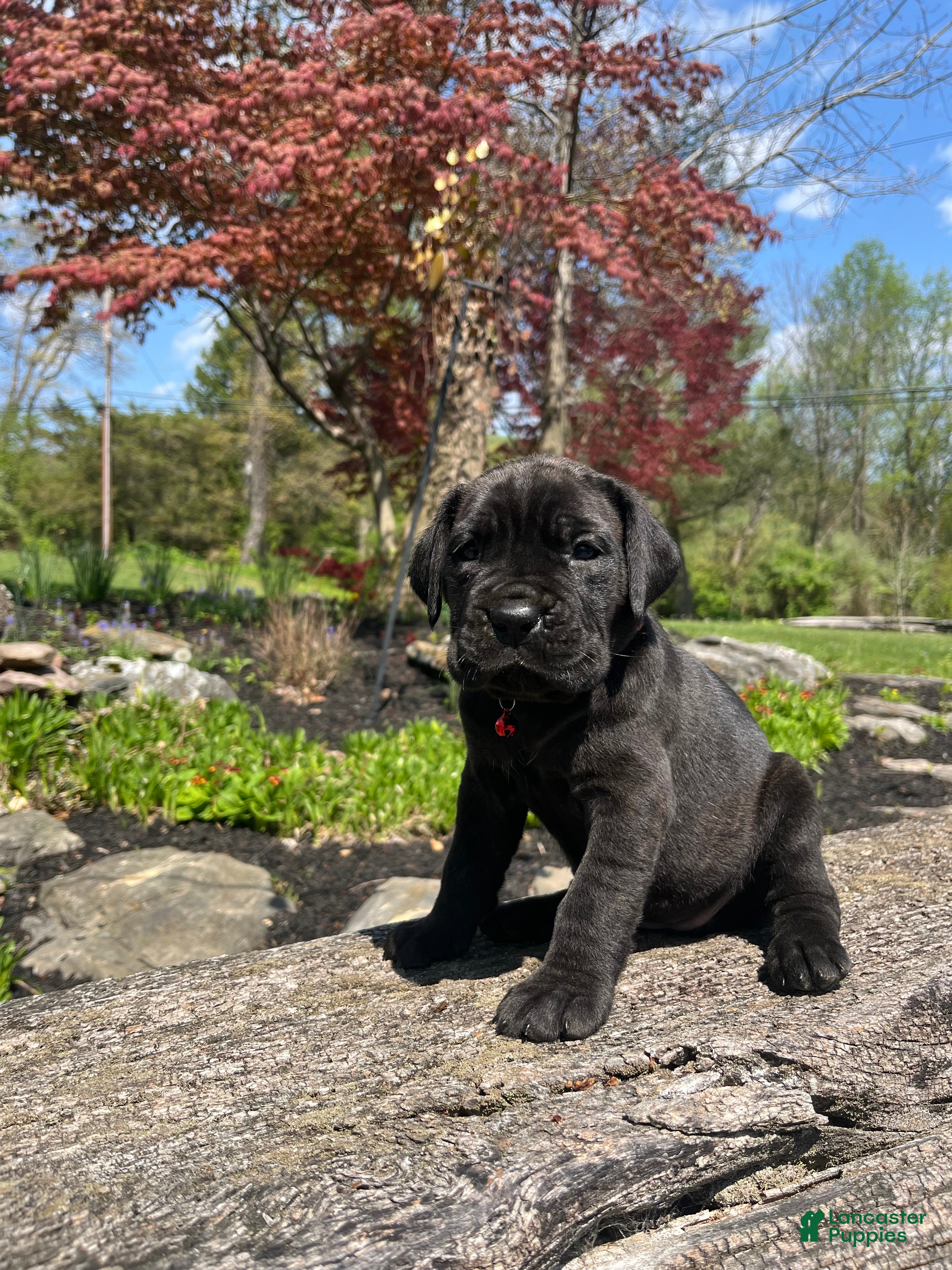 Cane Corso dogs Athena - Ad 1