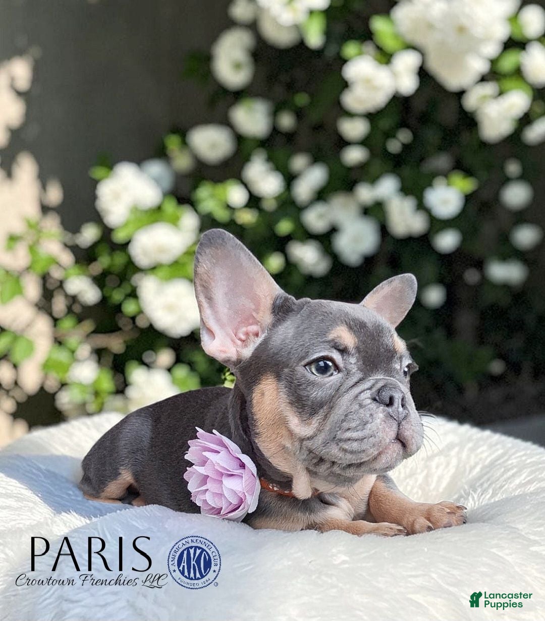 French Bulldog dogs PARIS - Ad 1