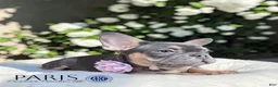 French Bulldog dogs for sale: PARIS - Ad 1