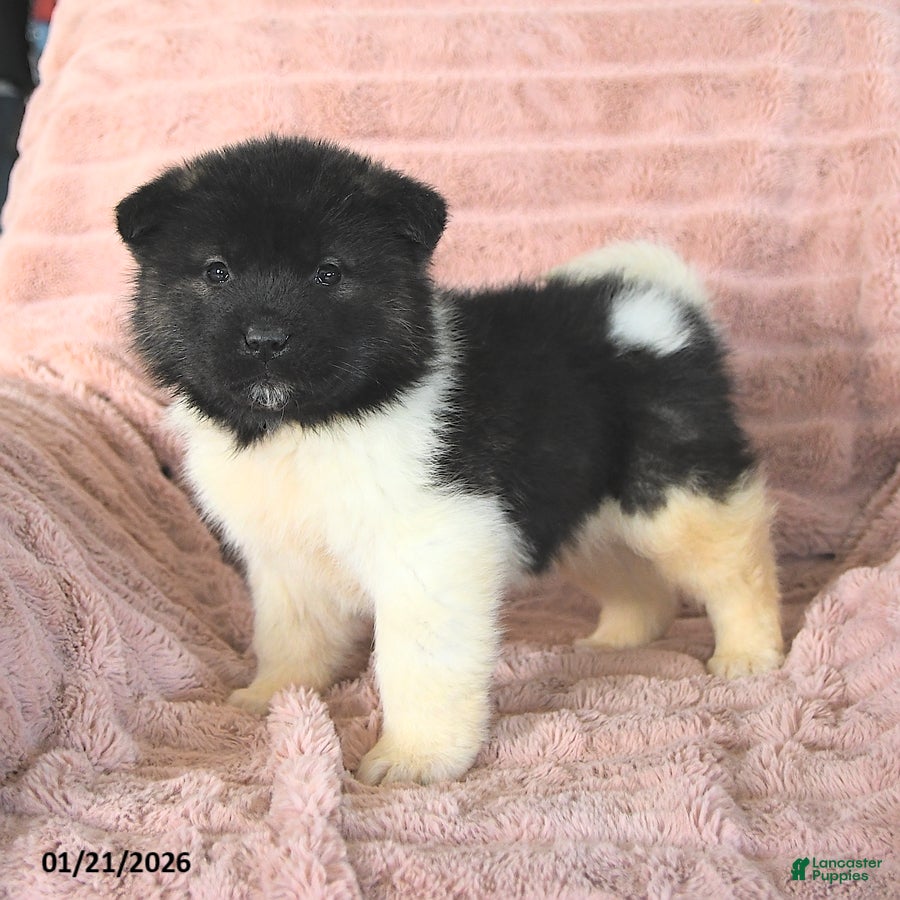 Akita dogs Falcon - Ad 2