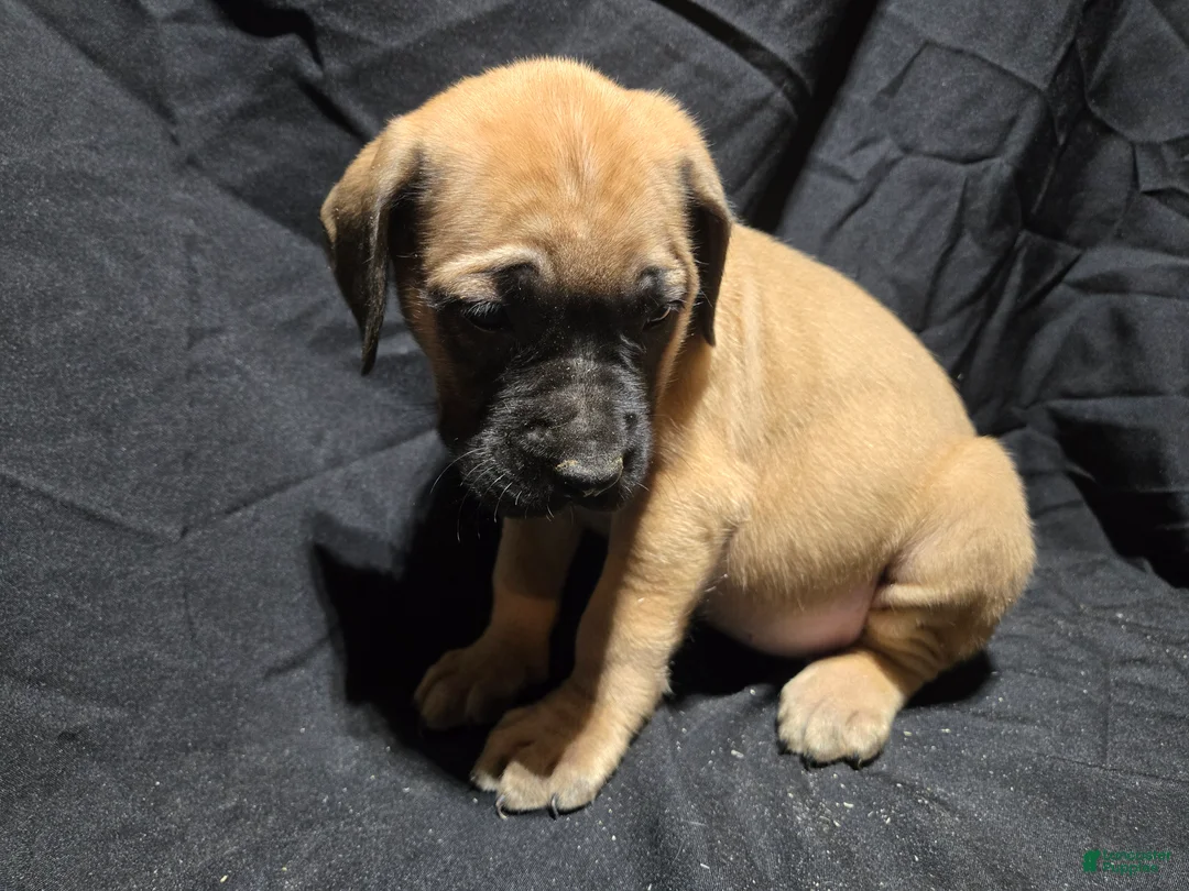 English Mastiff dogs for sale: Angel - Ad 1