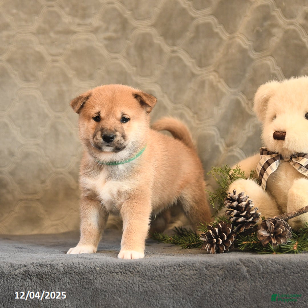 Shiba Inu dogs for sale: Torque - Ad 5