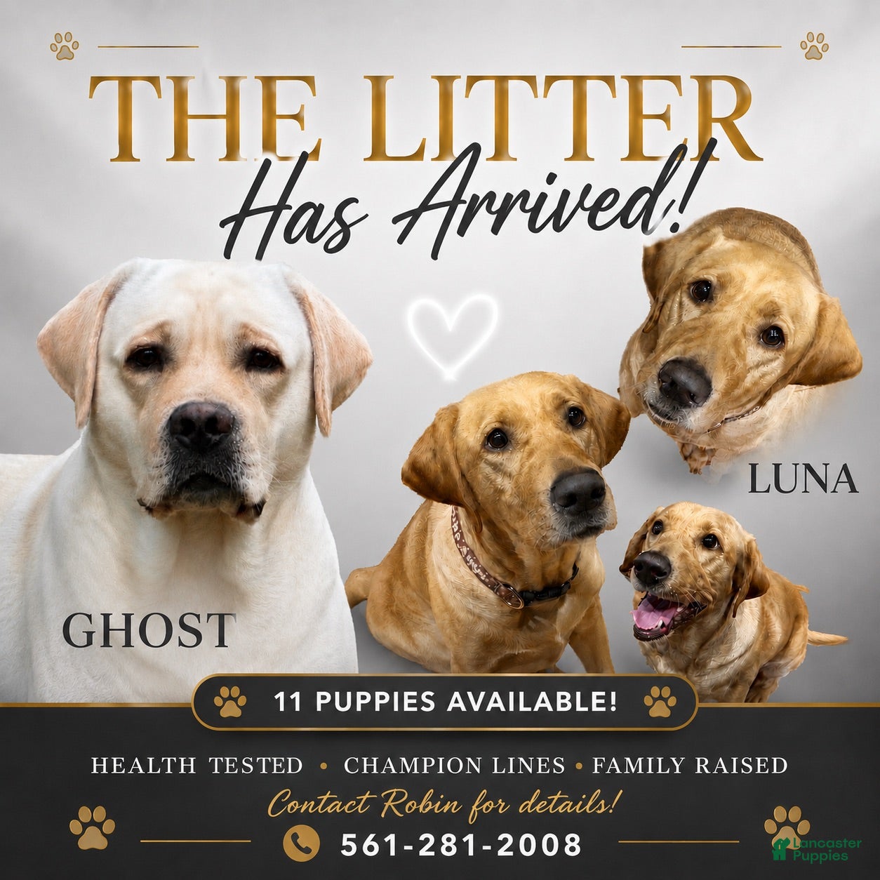 Labrador Retriever dogs Red - Ad 2
