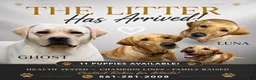 Labrador Retriever dogs for sale: Red - Ad 2