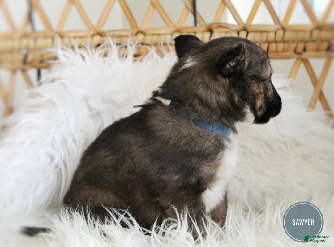 Mixed Breed dogs for sale: Sawyer  - Ad 5