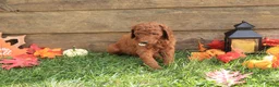 Standard Poodle dogs for sale: David - Ad 3