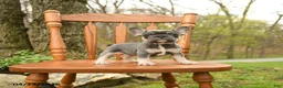 French Bulldog dogs for sale: Daisy - Ad 5