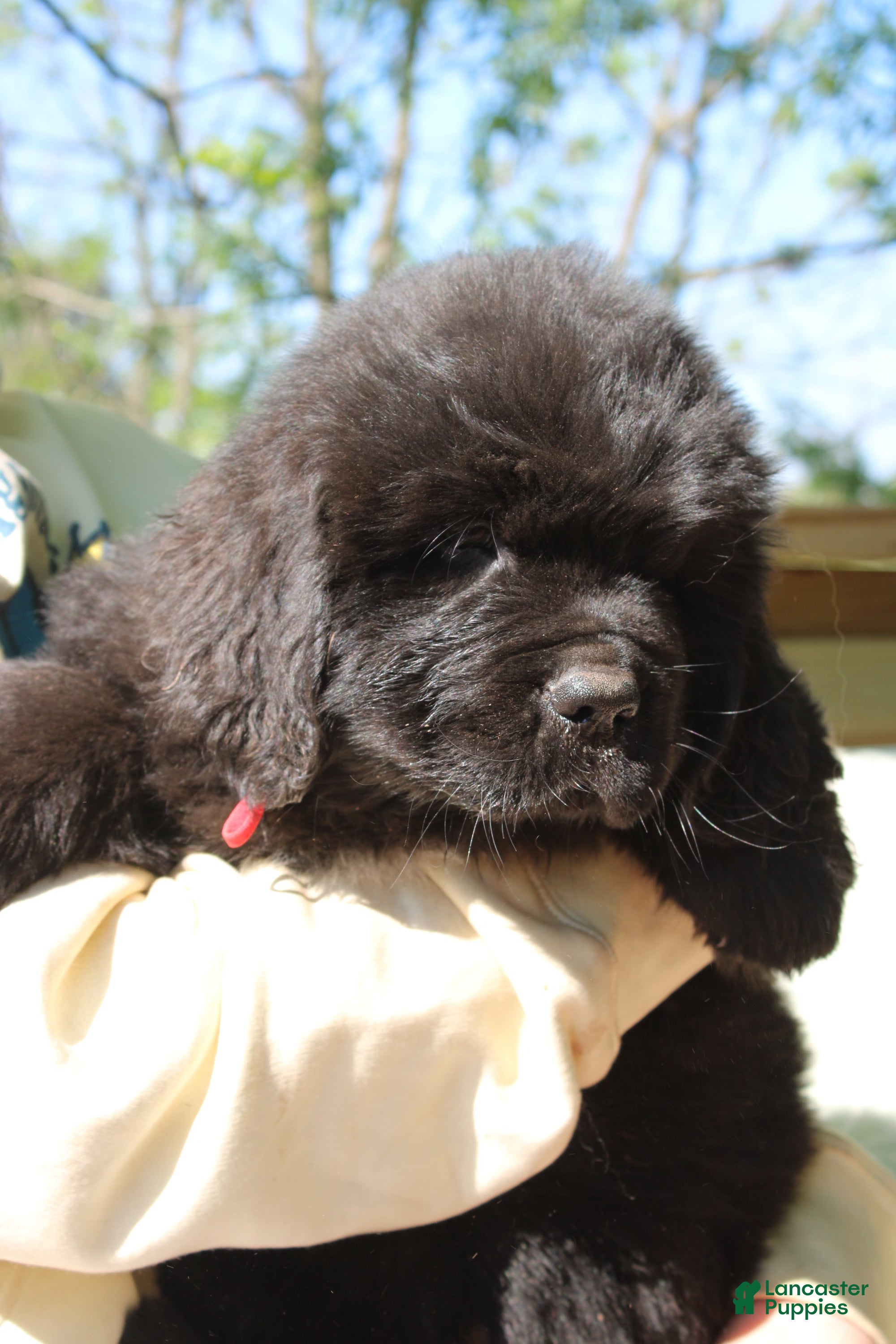Newfoundland dogs LadyBug - Ad 2