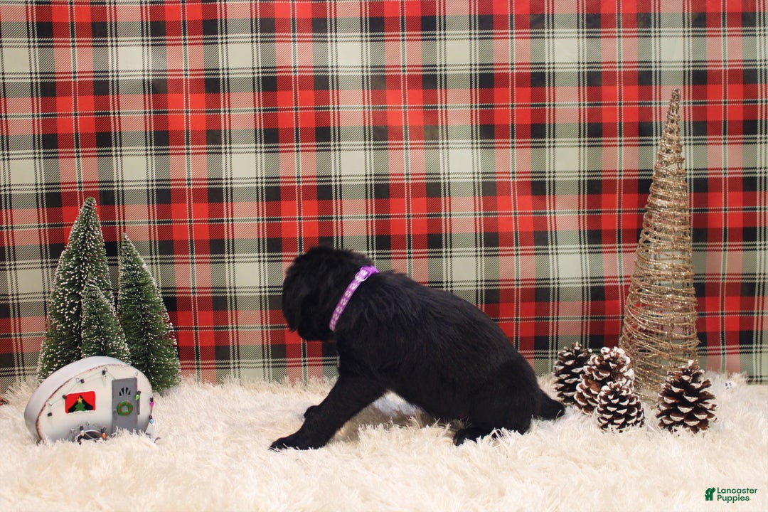 Mixed Breed dogs for sale: Ithica - Ad 2