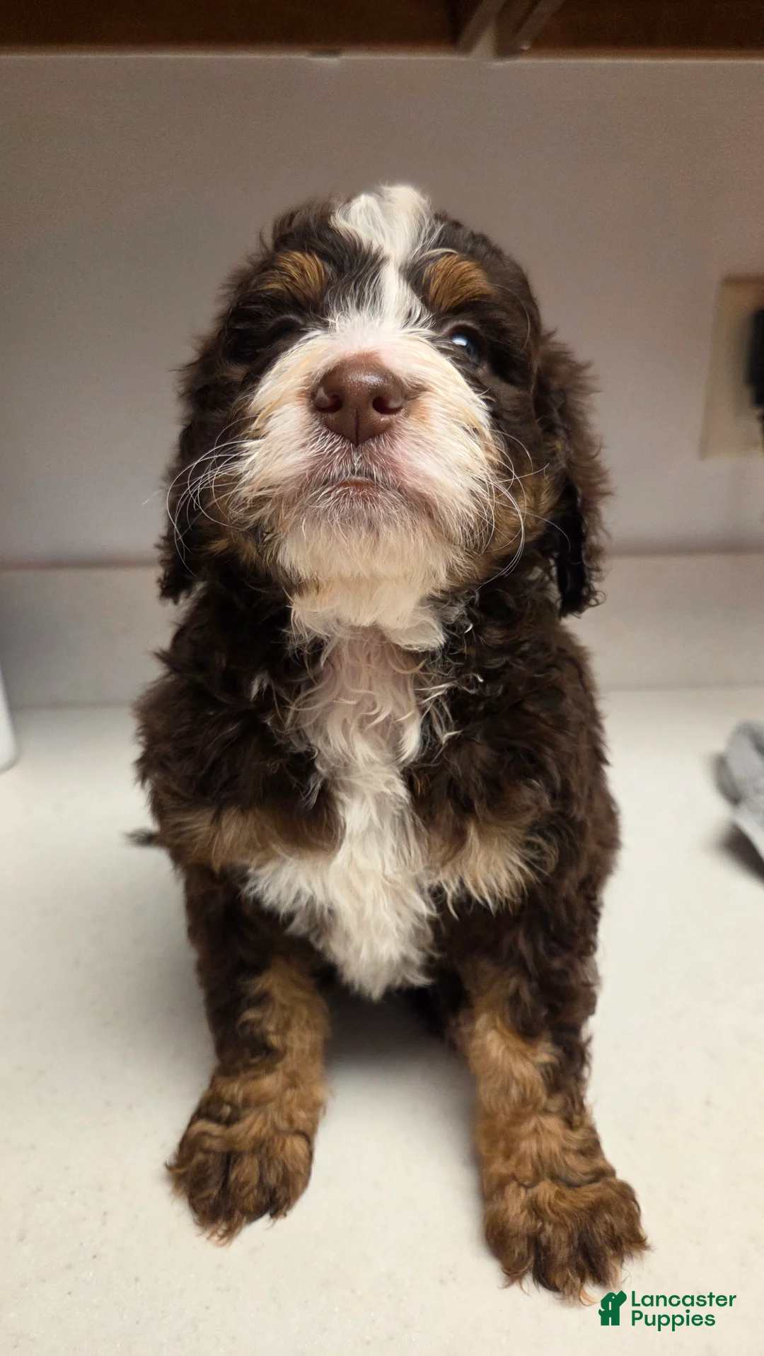 Bernedoodle dogs for sale: Bernedoodle Puppy 1 - Ad 5