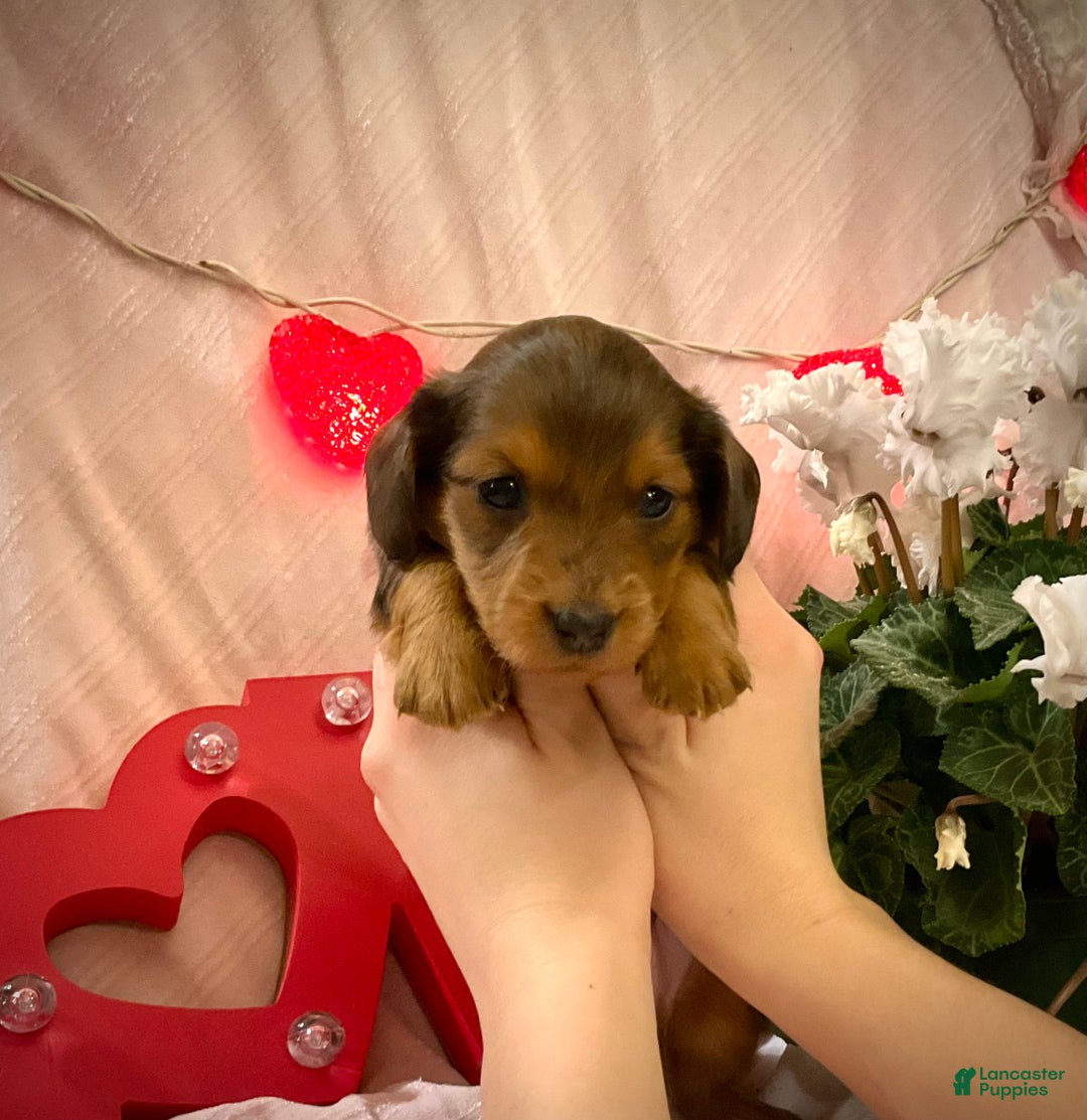 Miniature Dachshund dogs for sale: Lars - Ad 6