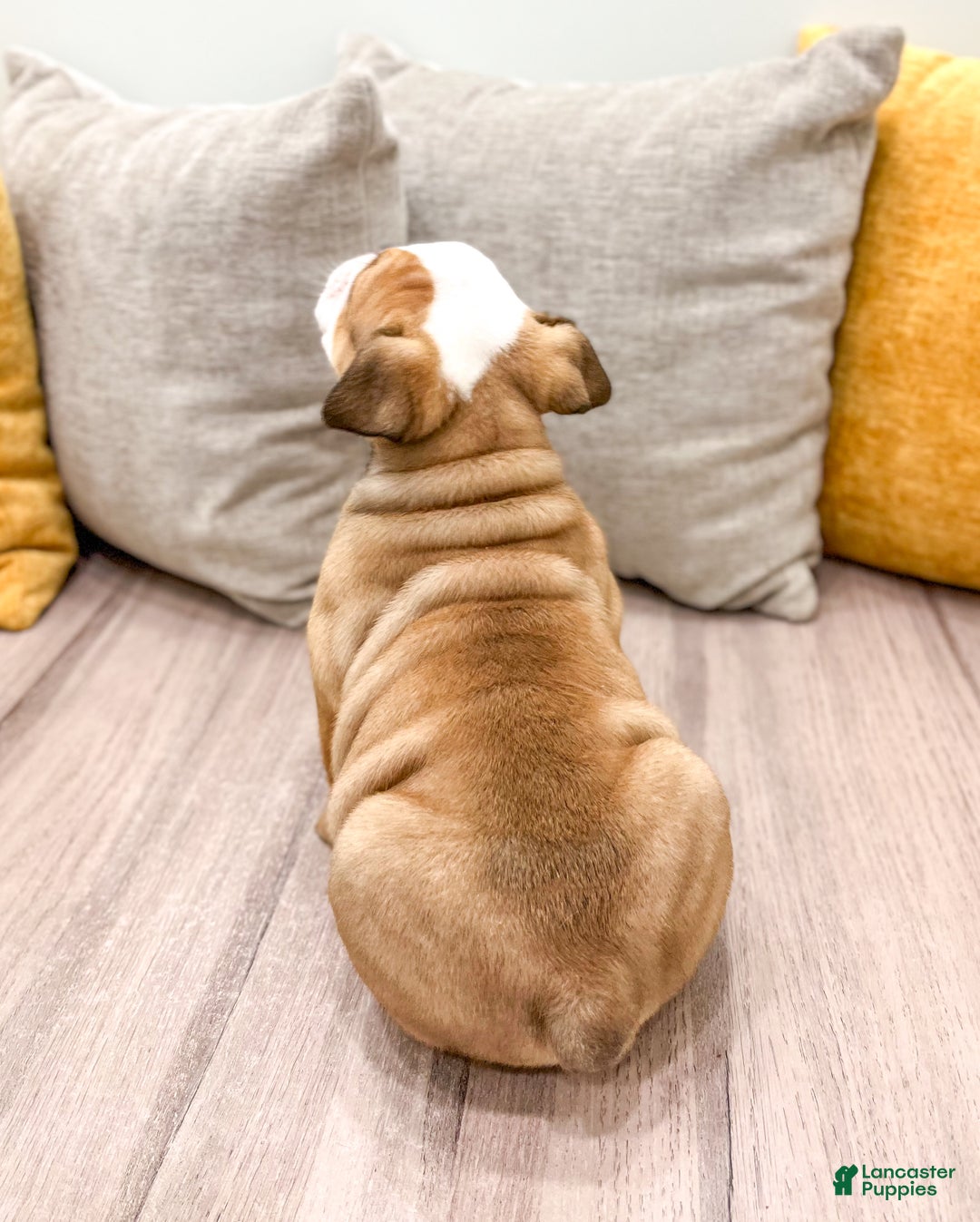 English Bulldog dogs for sale: Rocky - Ad 5