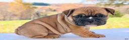 English Bulldog dogs for sale: Sophie - Ad 3