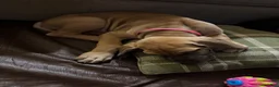 Great Dane dogs for sale: Dolly - Ad 5