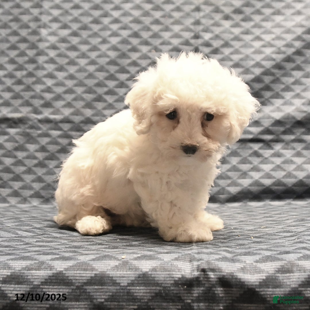 Bichon Frise dogs for sale: Fay - Ad 2