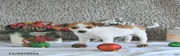 Jack Russell Terrier dogs for sale: Reba - Ad 5