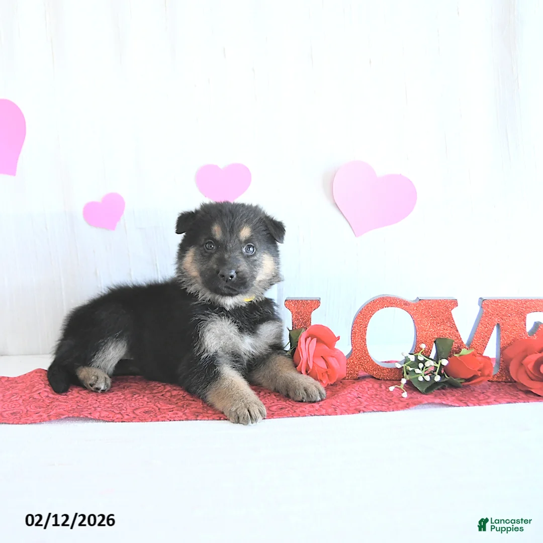 German Shepherd dogs for sale: Suella - Ad 4