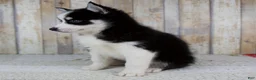 Pomsky dogs for sale: Bonnie - Ad 7