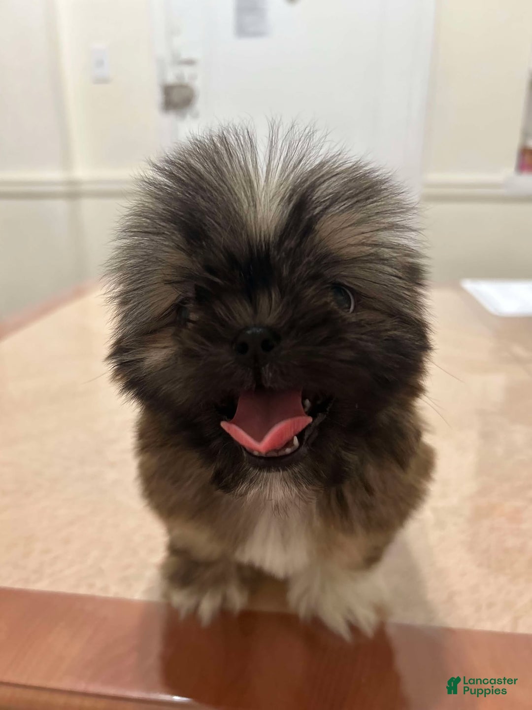 Shih Tzu dogs for sale: Jello - Ad 2