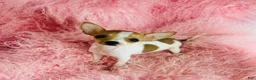 Chihuahua dogs for sale: Chihuahua Puppy 1 - Ad 2