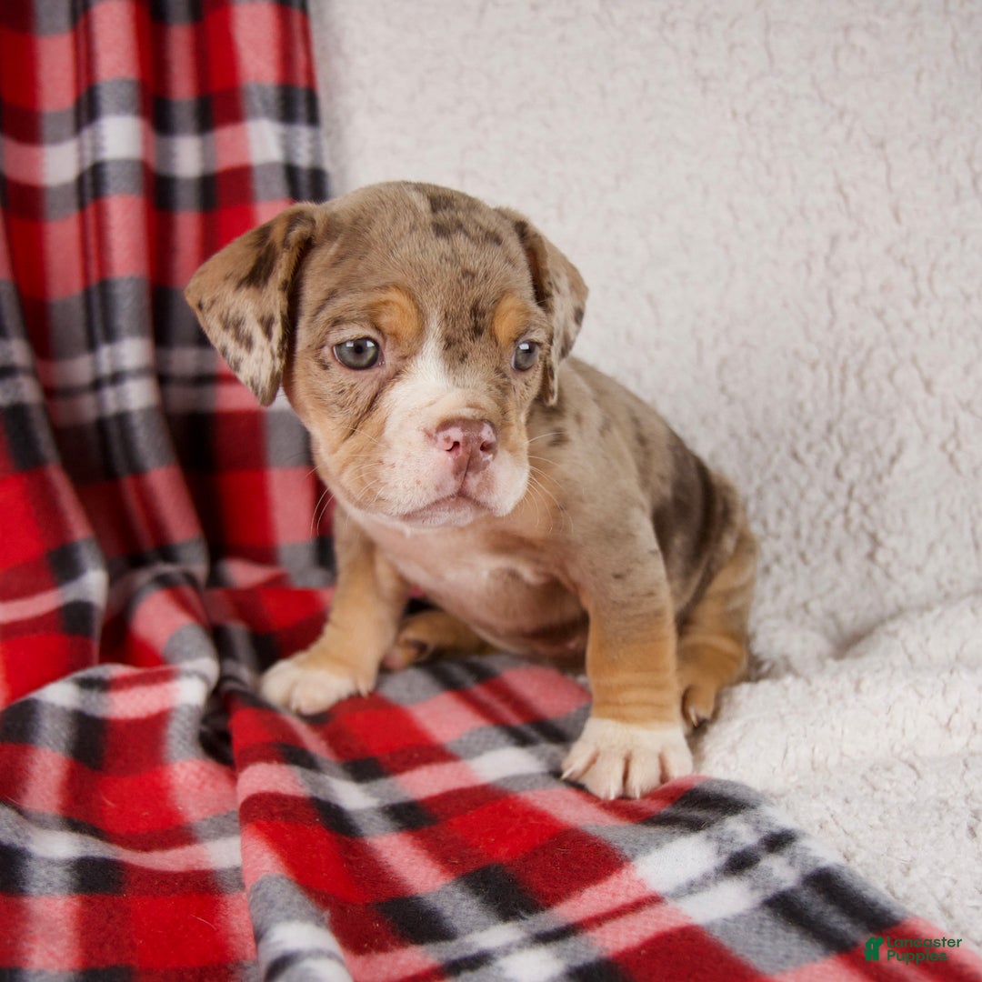 Mixed Breed dogs for sale: Noel - Ad 6