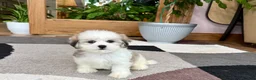 Mixed Breed dogs for sale: Lhasa/Maltese female 2 - Ad 3