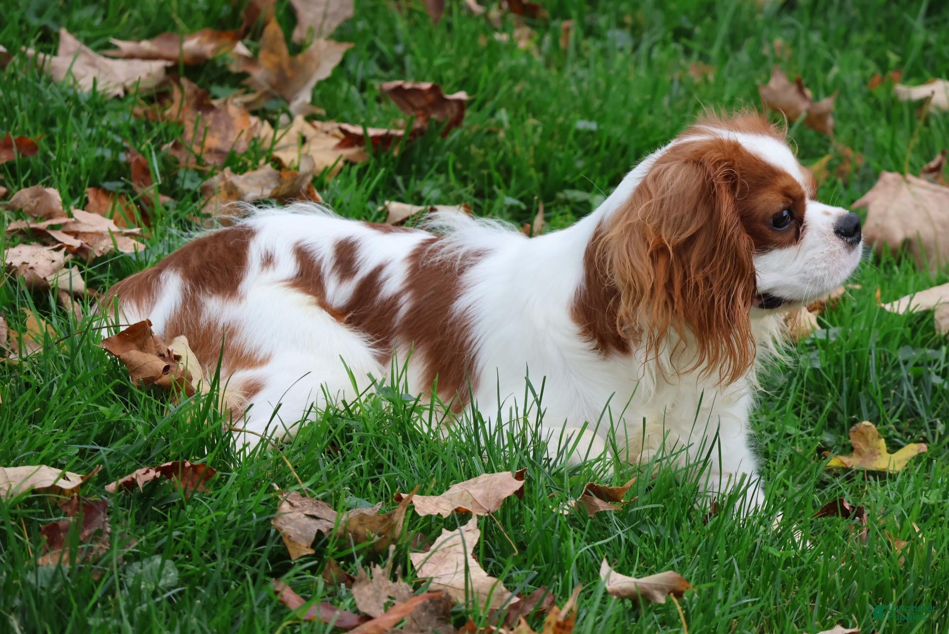 Cavalier King Charles Spaniel dogs for sale: Dallas - Ad 2