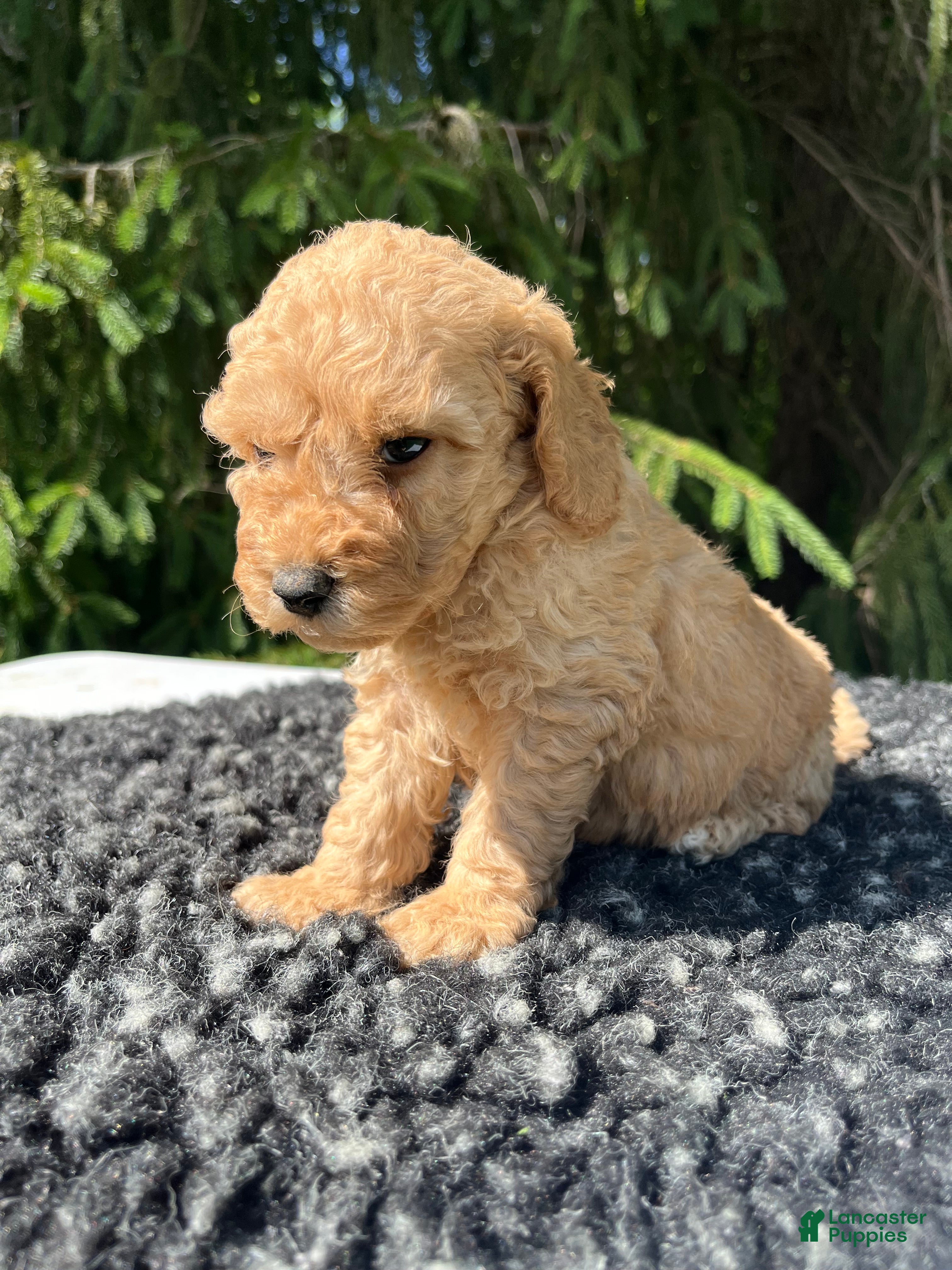 Mini Goldendoodle dogs for sale: Charley  - Ad 2