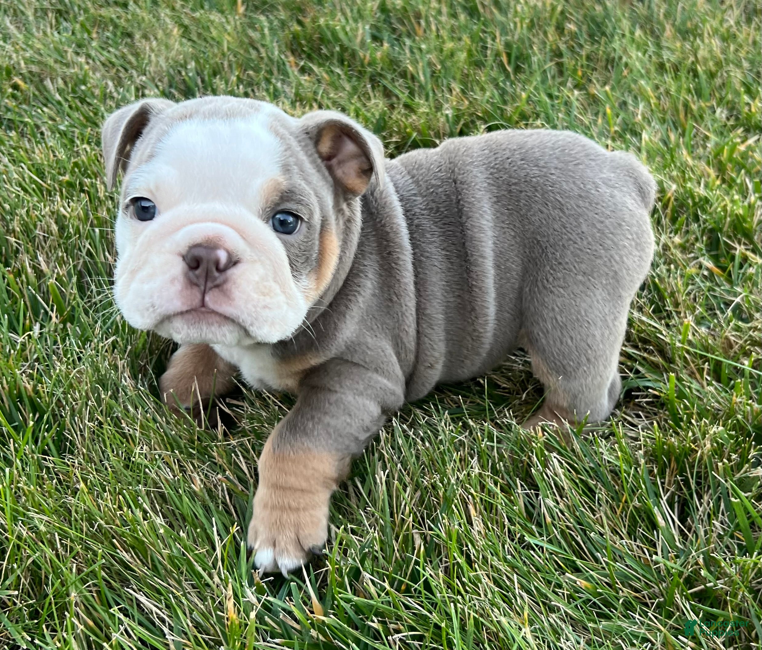 British Bulldog Blue Black Seal Bulldog Price Black English