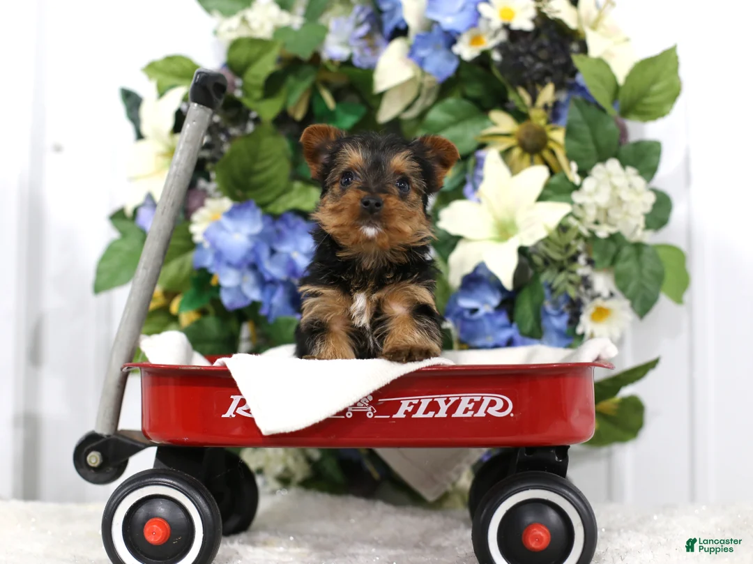 Yorkshire Terrier dogs for sale: Roscoe - Ad 2