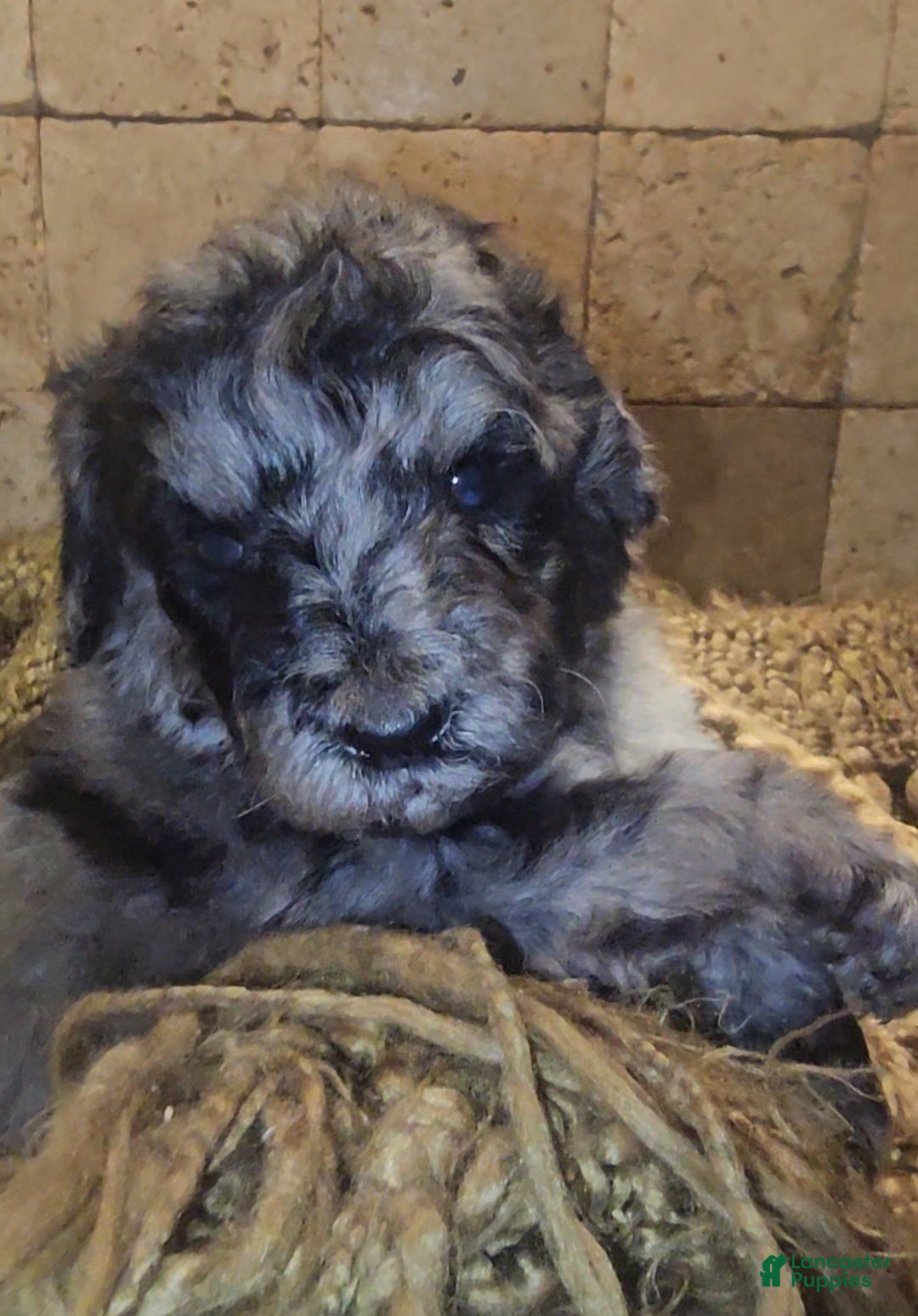 Goldendoodle dogs Braxton Goldendoodle Puppy 2 - Ad 5