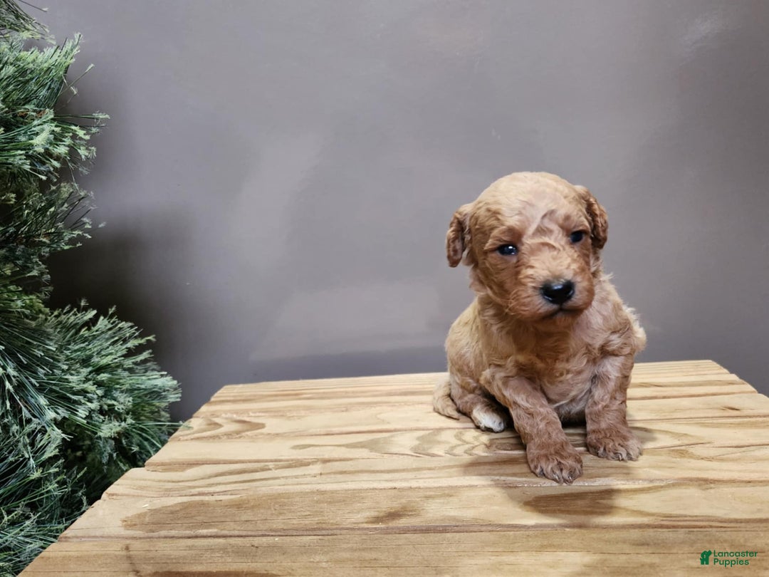 Mini Goldendoodle dogs for sale: Dover - Ad 15
