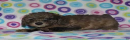 Miniature Poodle dogs for sale: Harlee’s Merle male - Ad 2