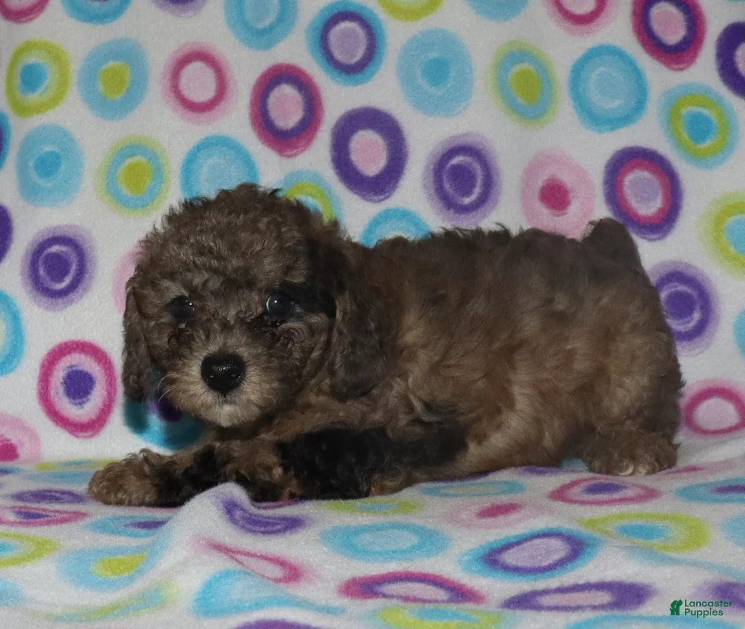 Miniature Poodle dogs for sale: Harlee’s Merle male - Ad 2