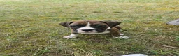 Boxer dogs for sale: Boxer 6 - Ad 20