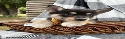 Pomsky dogs for sale: Zack - Ad 6
