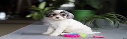Cavapoo dogs for sale: Miley - Ad 4