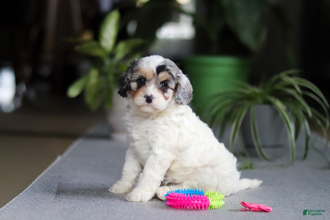 Cavapoo dogs for sale: Miley - Ad 4