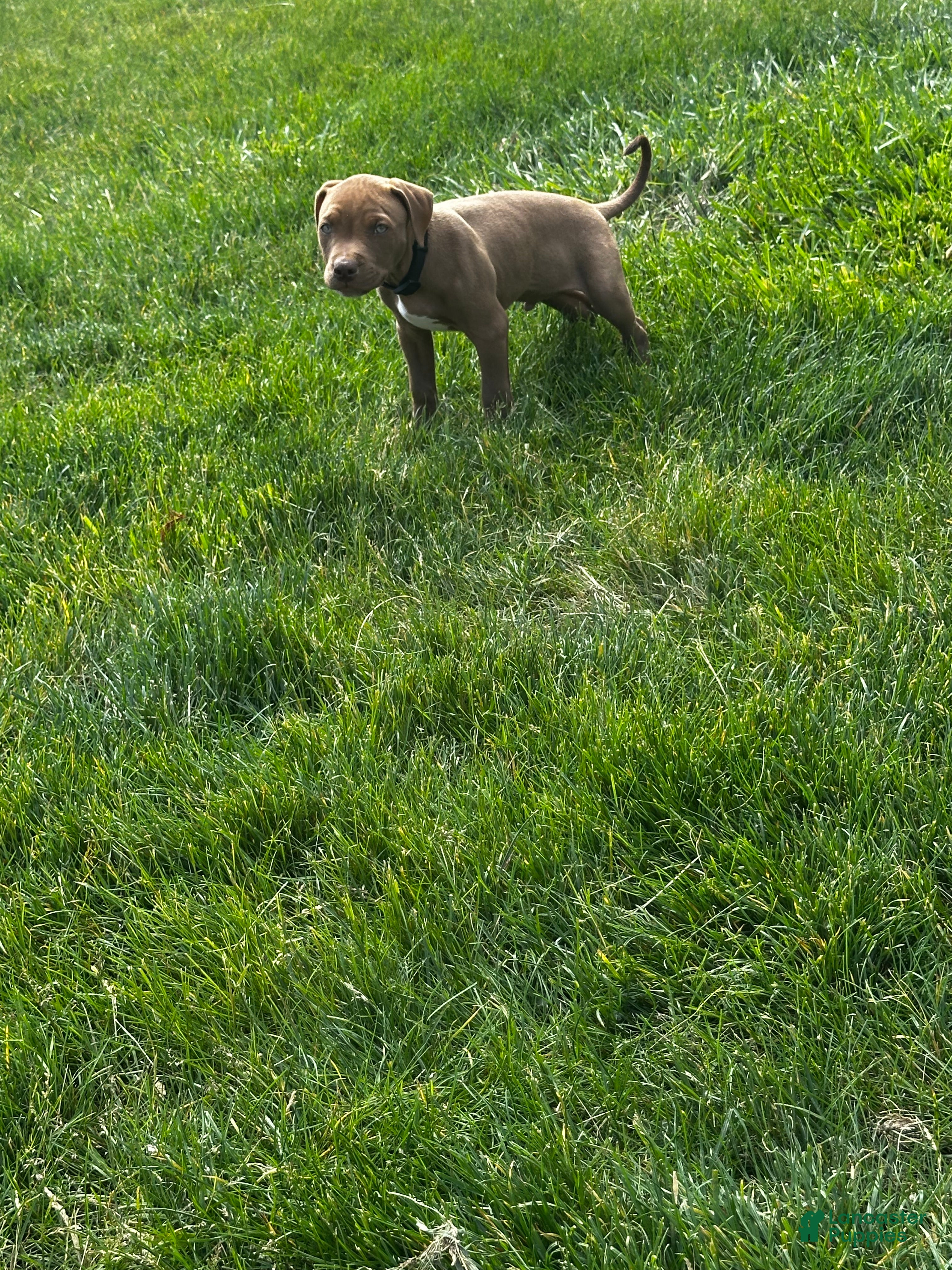 American Pit Bull Terrier dogs American Pit Bull Terrier Puppy 1 - Ad 3