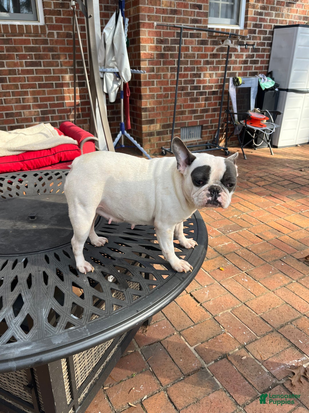 French Bulldog dogs for sale: French Bulldog Puppy 1 - Ad 2