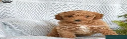 Toy Poodle dogs for sale: Mielle - Ad 1