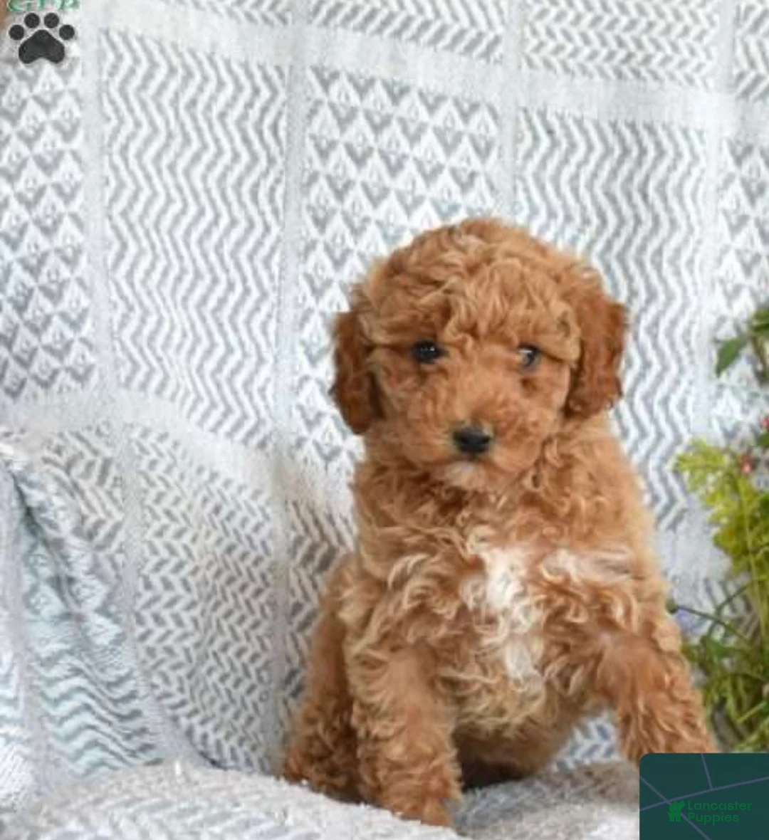 Toy Poodle dogs for sale: Mielle - Ad 1