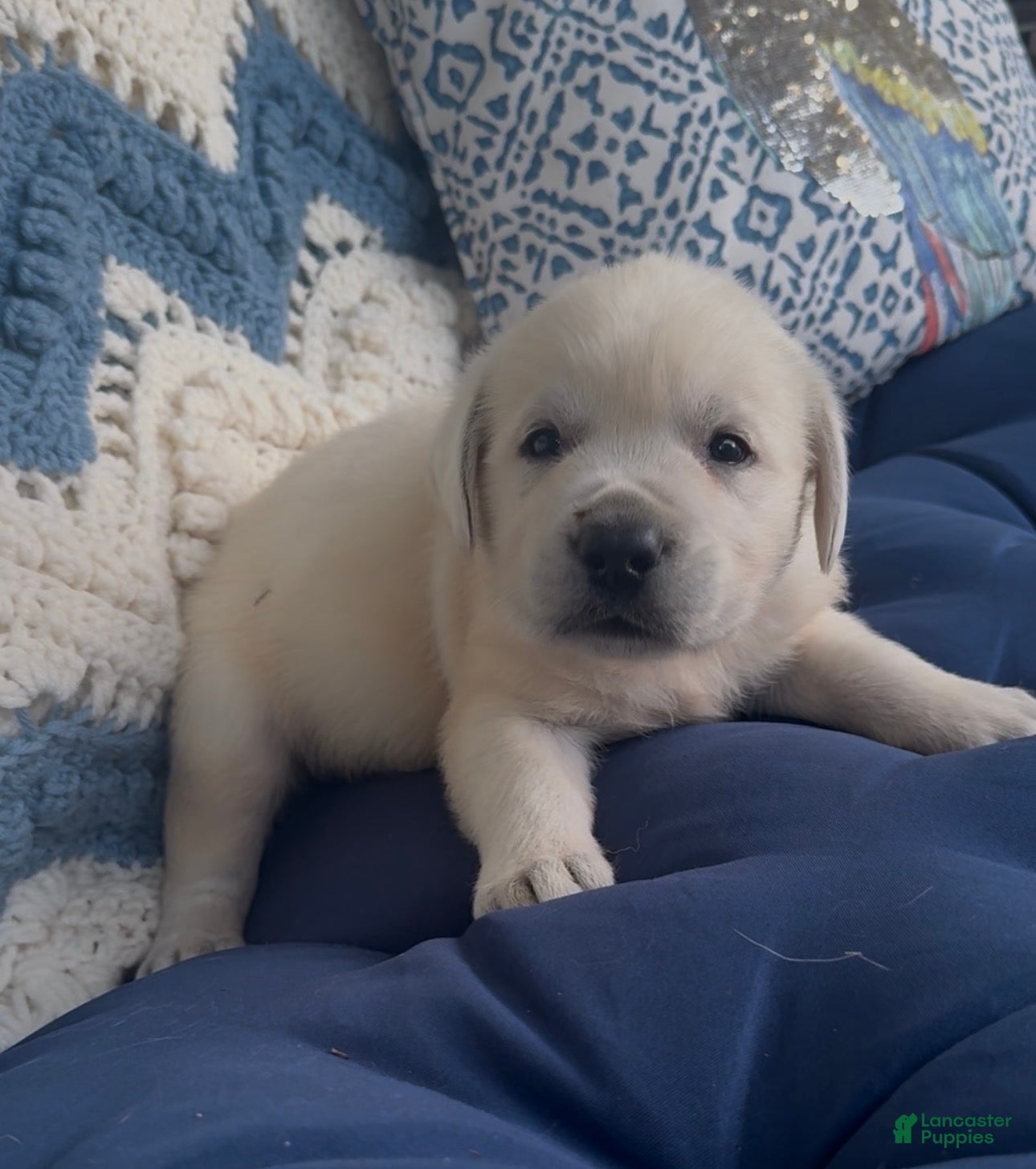 Labrador Retriever dogs Labrador Retriever 2 - Ad 1