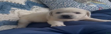 Labrador Retriever 2