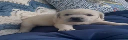 Labrador Retriever dogs for sale: Labrador Retriever 2 - Ad 1